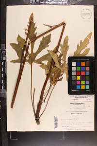 Silphium compositum image