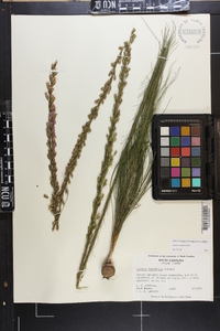 Liatris tenuifolia image