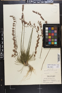 Liatris tenuifolia image