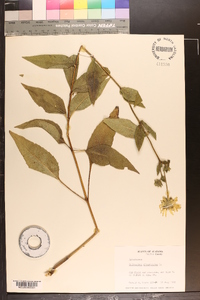 Helianthus divaricatus image