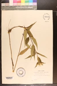 Helianthus divaricatus image