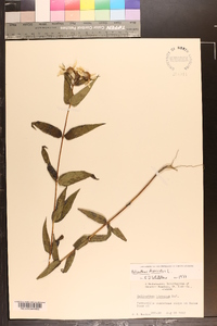 Helianthus divaricatus image