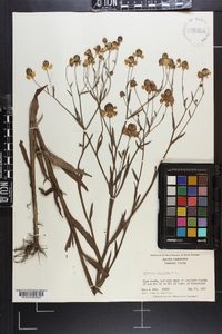 Helenium flexuosum image