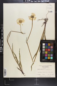 Helenium vernale image