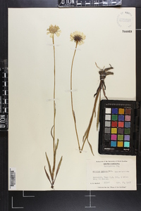 Helenium vernale image