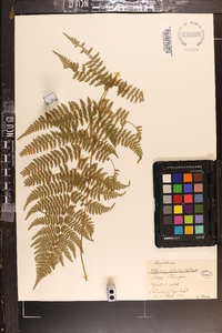 Athyrium alpestre image