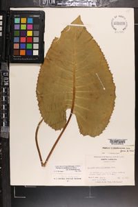 Silphium terebinthinaceum image