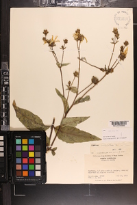 Silphium asteriscus var. trifoliatum image