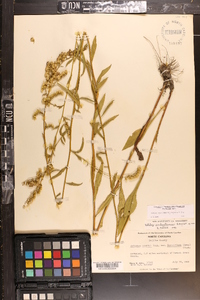 Solidago arguta var. caroliniana image