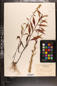 Solidago roanensis image