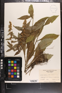 Solidago roanensis image