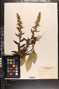 Solidago roanensis image