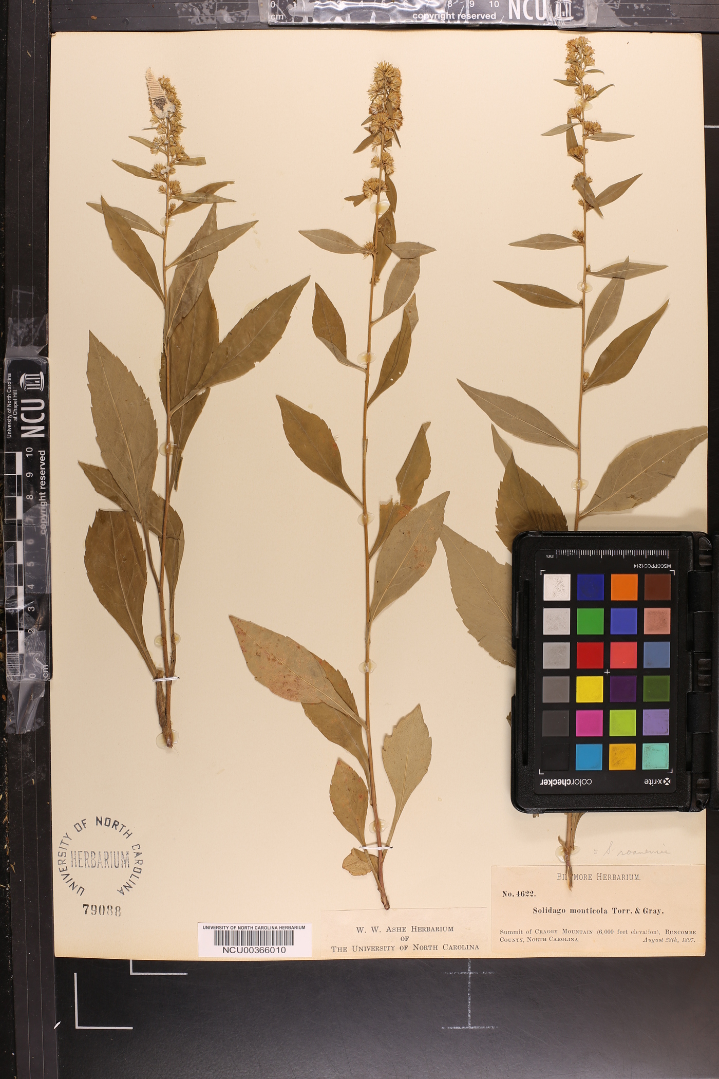 Solidago roanensis image