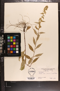 Solidago roanensis image