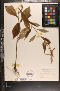 Solidago roanensis image