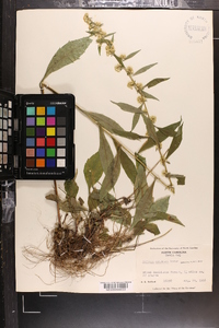 Solidago roanensis image