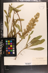 Solidago puberula image