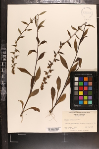 Solidago roanensis image