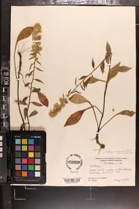 Solidago roanensis image