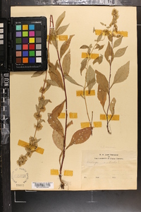 Solidago roanensis image