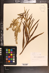 Solidago sempervirens image