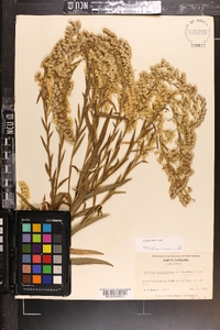 Solidago sempervirens image