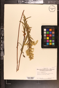 Solidago sempervirens image