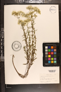 Eupatorium leucolepis image