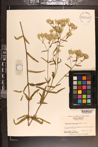 Eupatorium leucolepis image