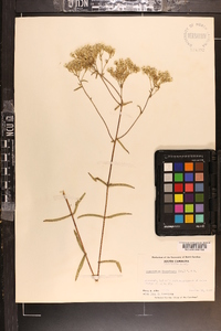 Eupatorium leucolepis image