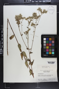 Eupatorium pilosum image