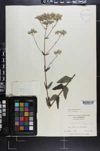 Eupatorium pilosum image