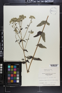 Eupatorium pilosum image