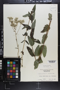 Eupatorium pilosum image