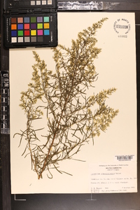 Eupatorium compositifolium image