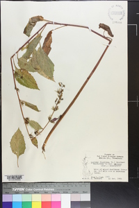 Lactuca floridana image