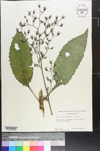 Lactuca floridana image