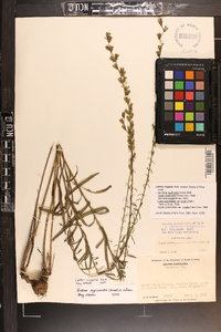 Liatris regimontis image