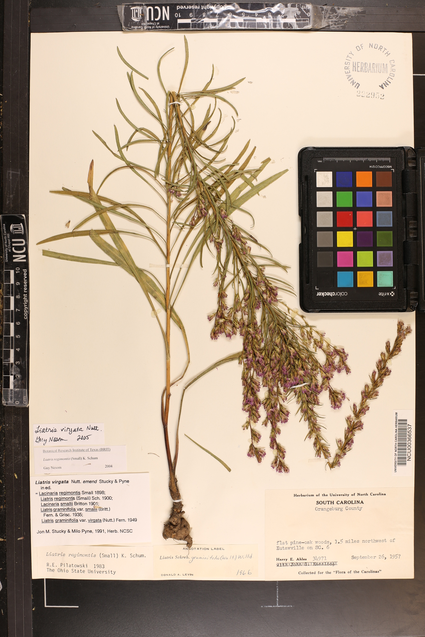 Liatris regimontis image