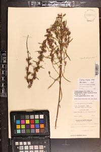 Liatris regimontis image