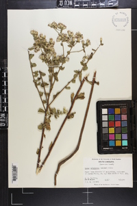 Sericocarpus tortifolius image