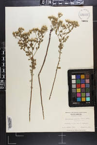 Sericocarpus tortifolius image