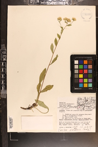 Sericocarpus asteroides image