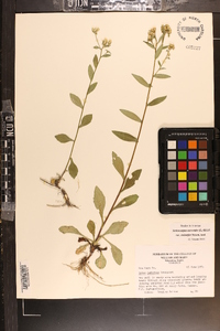 Sericocarpus asteroides image