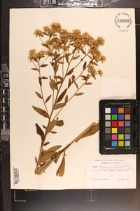 Sericocarpus asteroides image