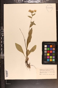 Sericocarpus asteroides image