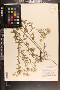 Sericocarpus tortifolius image