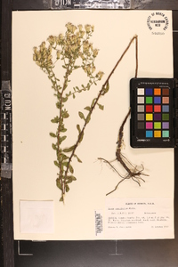 Sericocarpus tortifolius image