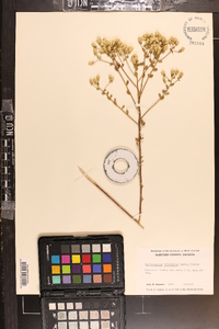 Sericocarpus tortifolius image