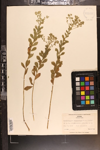 Sericocarpus tortifolius image